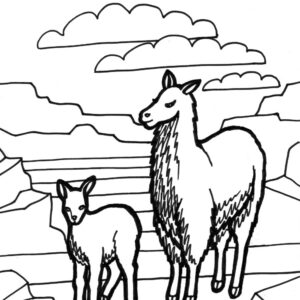 Lama Coloring Pages