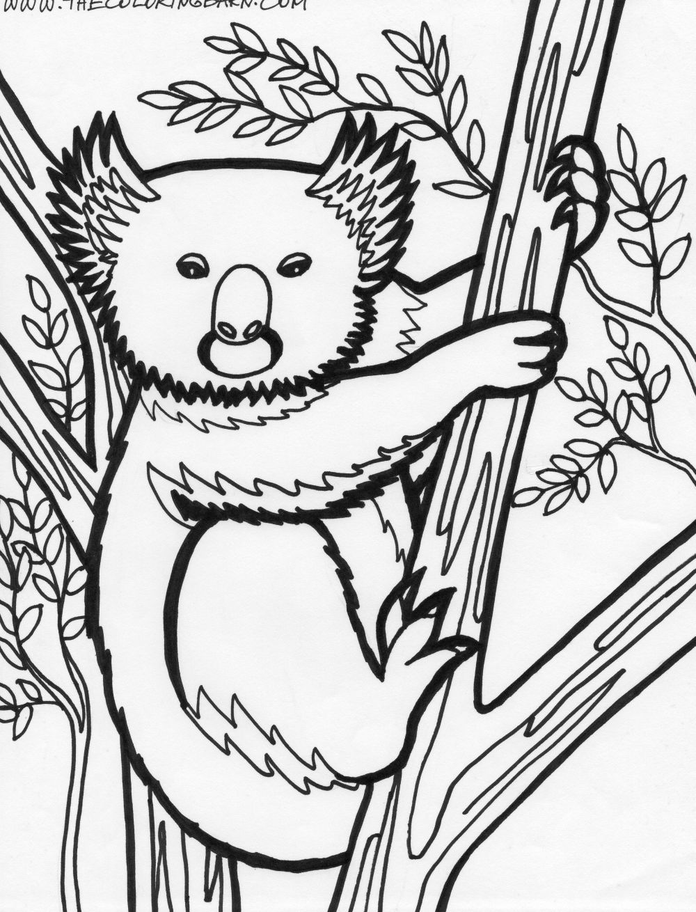 Koala Coloring Pages