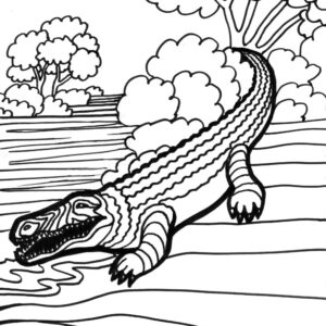 Alligator Coloring Pages